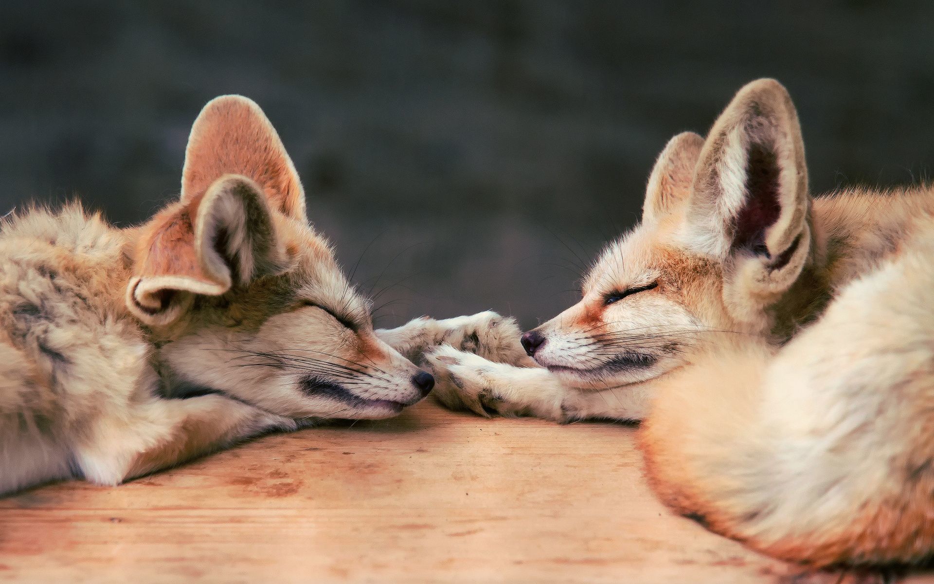 Fennec Fox 1920x1080 High Quality - HD Wallpaper 