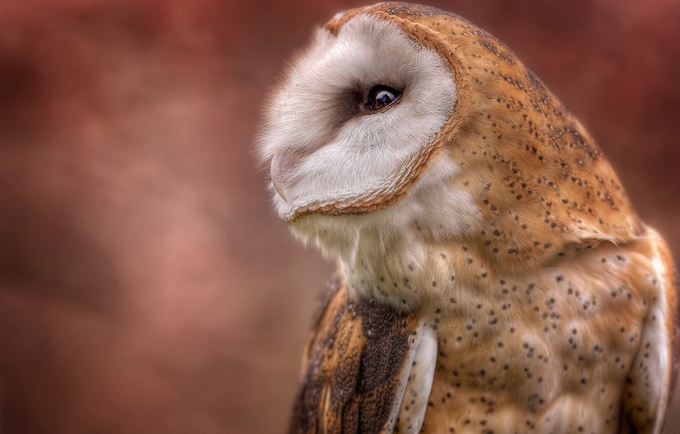 Photo Wallpaper Background, Owl, Bird, Portrait, Profile, - Barn Owl - HD Wallpaper 