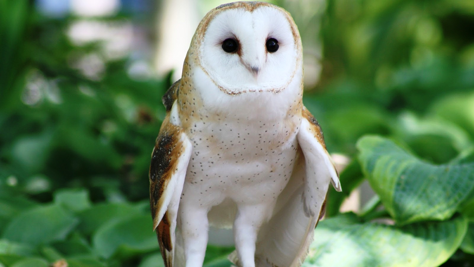 Owl Hd - HD Wallpaper 