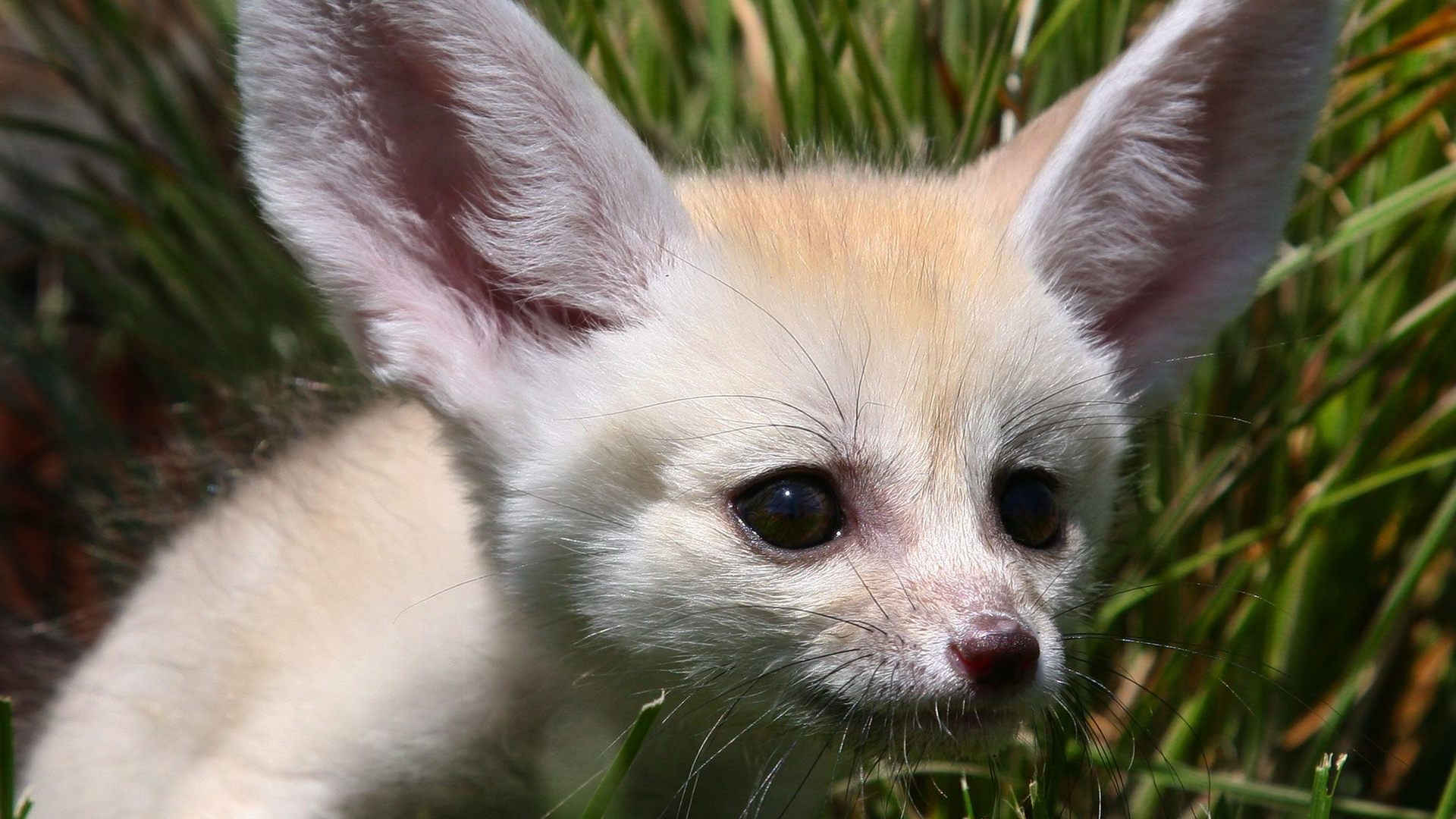 Fennec Fox - HD Wallpaper 