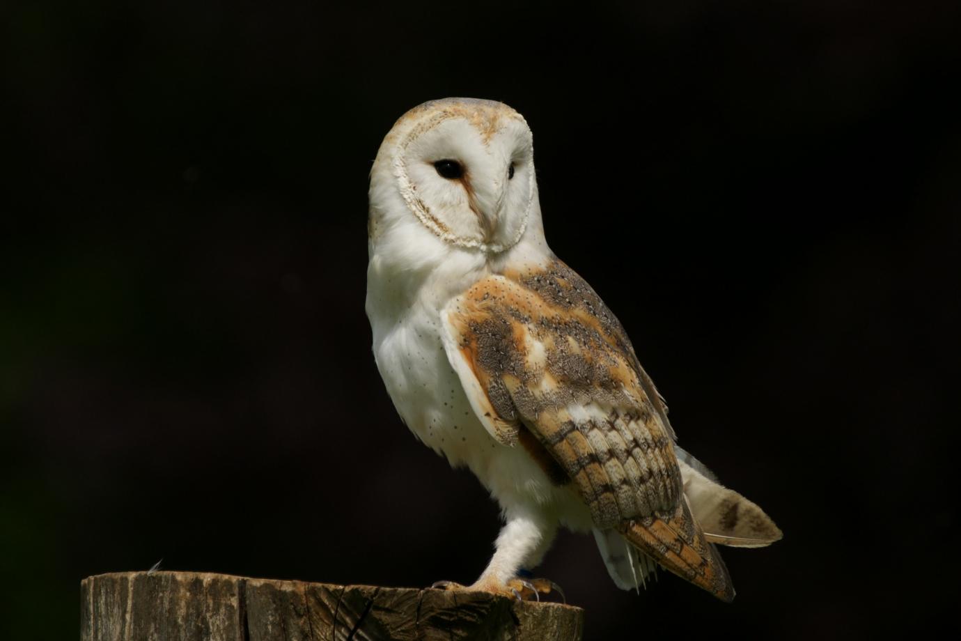Cute Barn Owl - Barn Owl - HD Wallpaper 