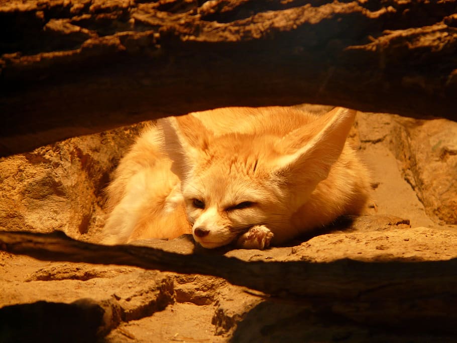 White And Tan Animal In Brown Cage, Fennec Fox, Desert - Types Of Adaptations In Animals - HD Wallpaper 