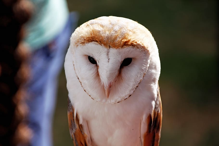 Barn Owl, Bird, Bill, Feather, White, Tytonidae, Tyto - Screech Owl - HD Wallpaper 