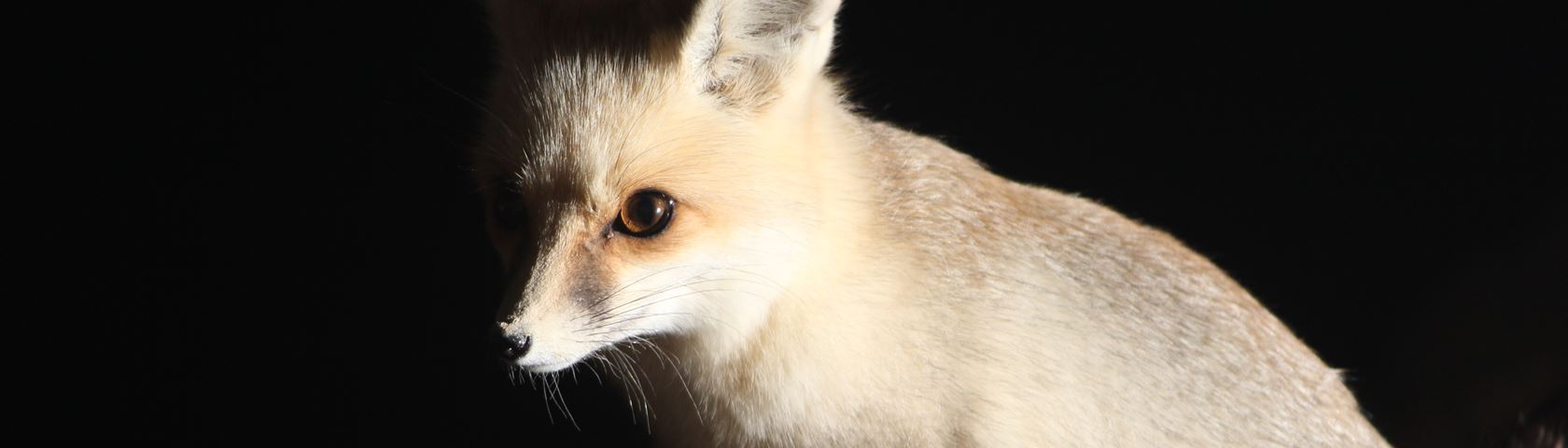 Fennec Fox - Red Fox - HD Wallpaper 