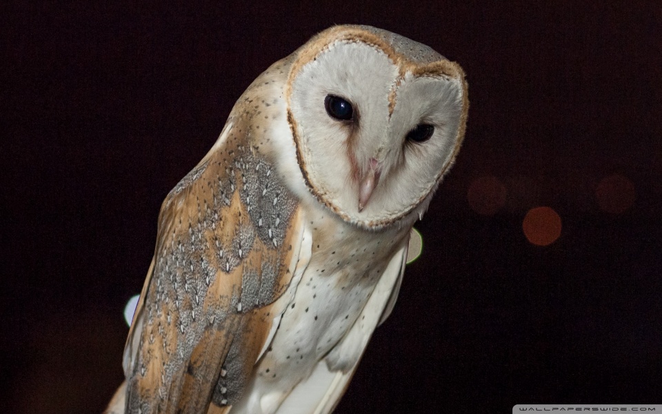 Mobile Phone - HD Wallpaper 