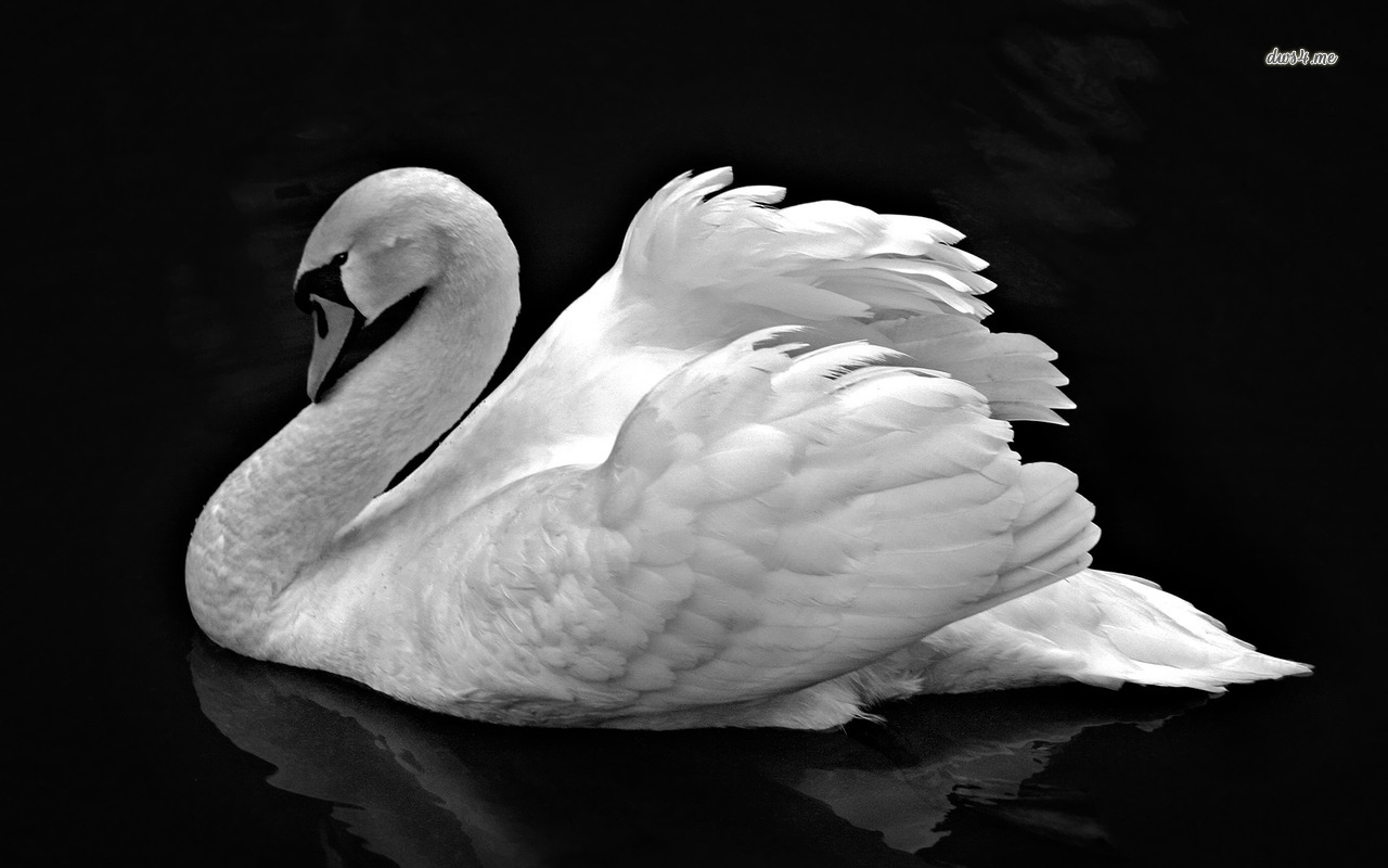 White Swan Black Background - HD Wallpaper 