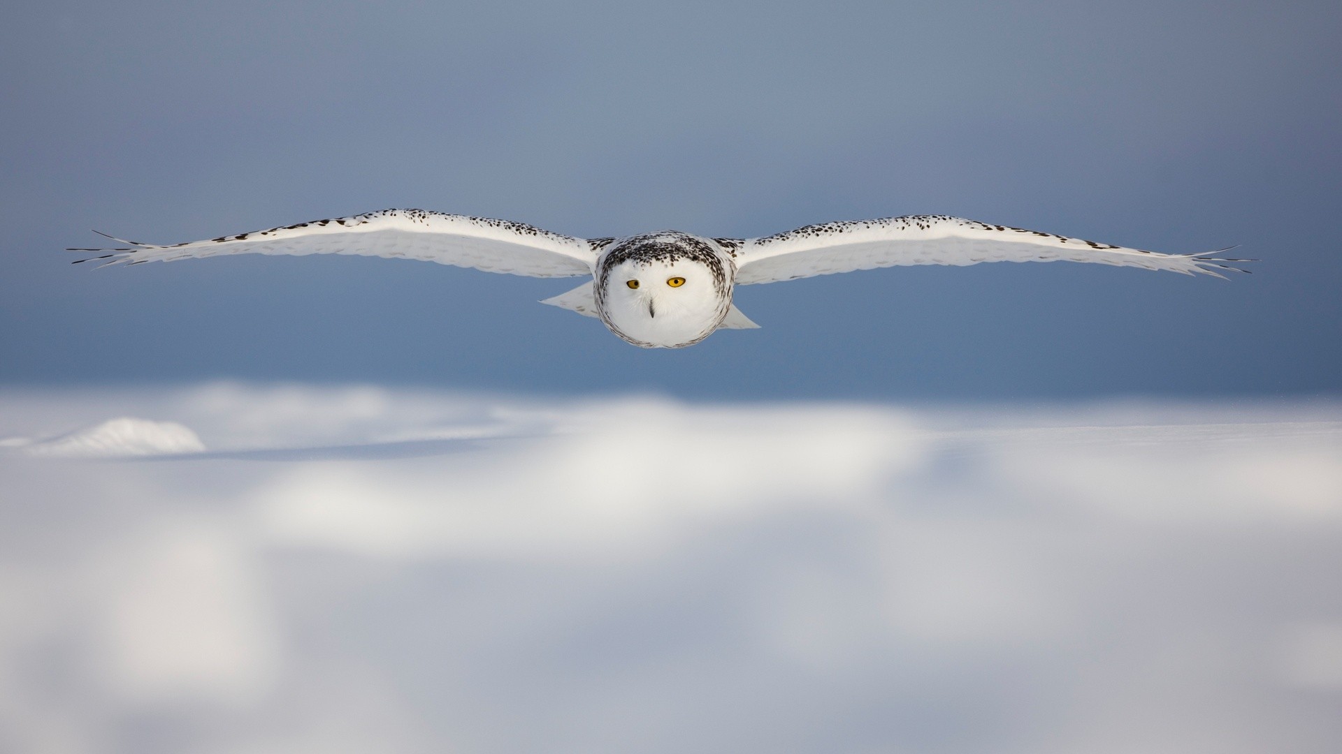 Barn Owl Wallpaper - Windows 10 Snowy Owl - HD Wallpaper 