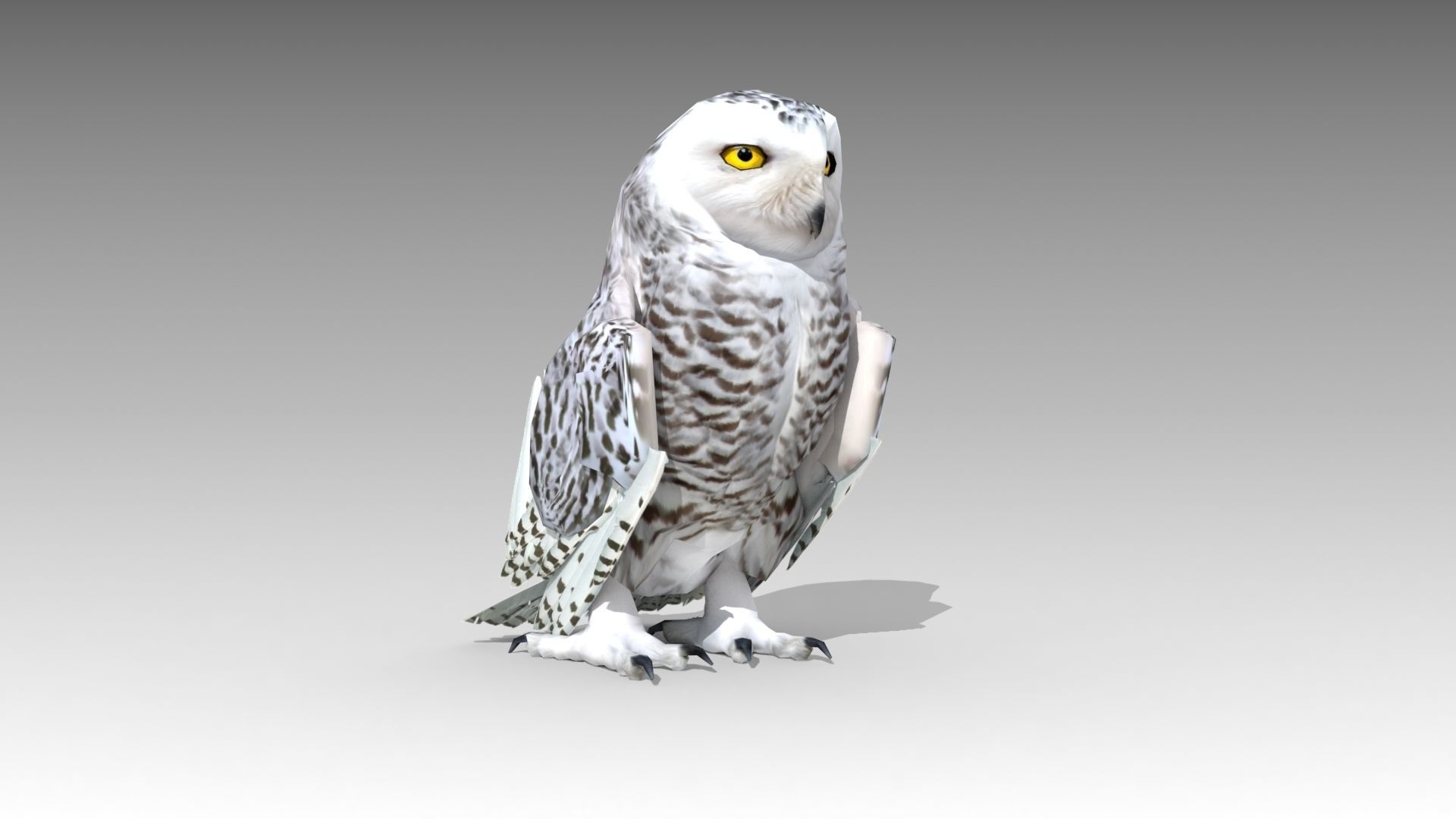 Snowy Owl 3d Model - HD Wallpaper 