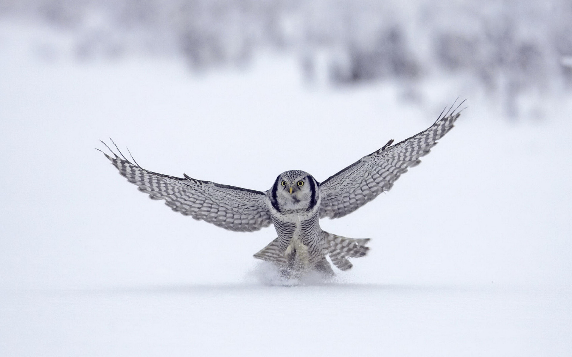 Images Photos Download Owl Wallpapers Hd - Finland Fondos De Pantalla - HD Wallpaper 