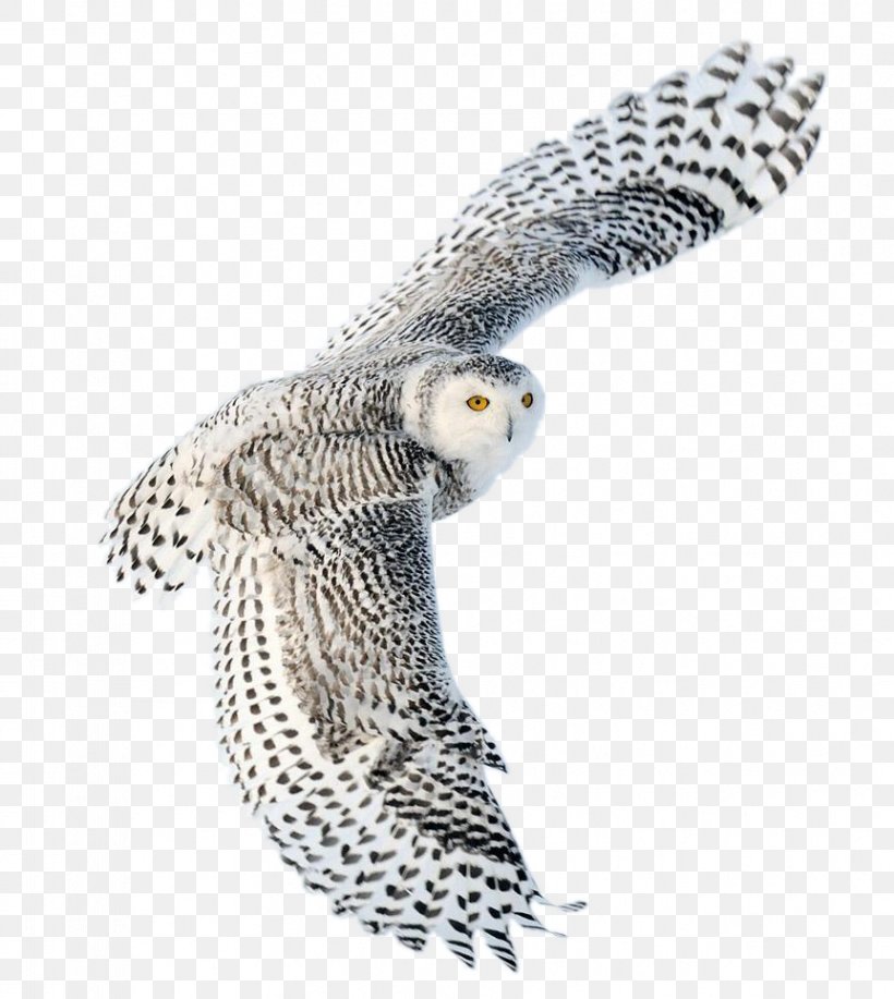 Snowy Owl Bird Desktop Wallpaper Image, Png, 862x964px, - Flying Snowy Owl Clipart - HD Wallpaper 