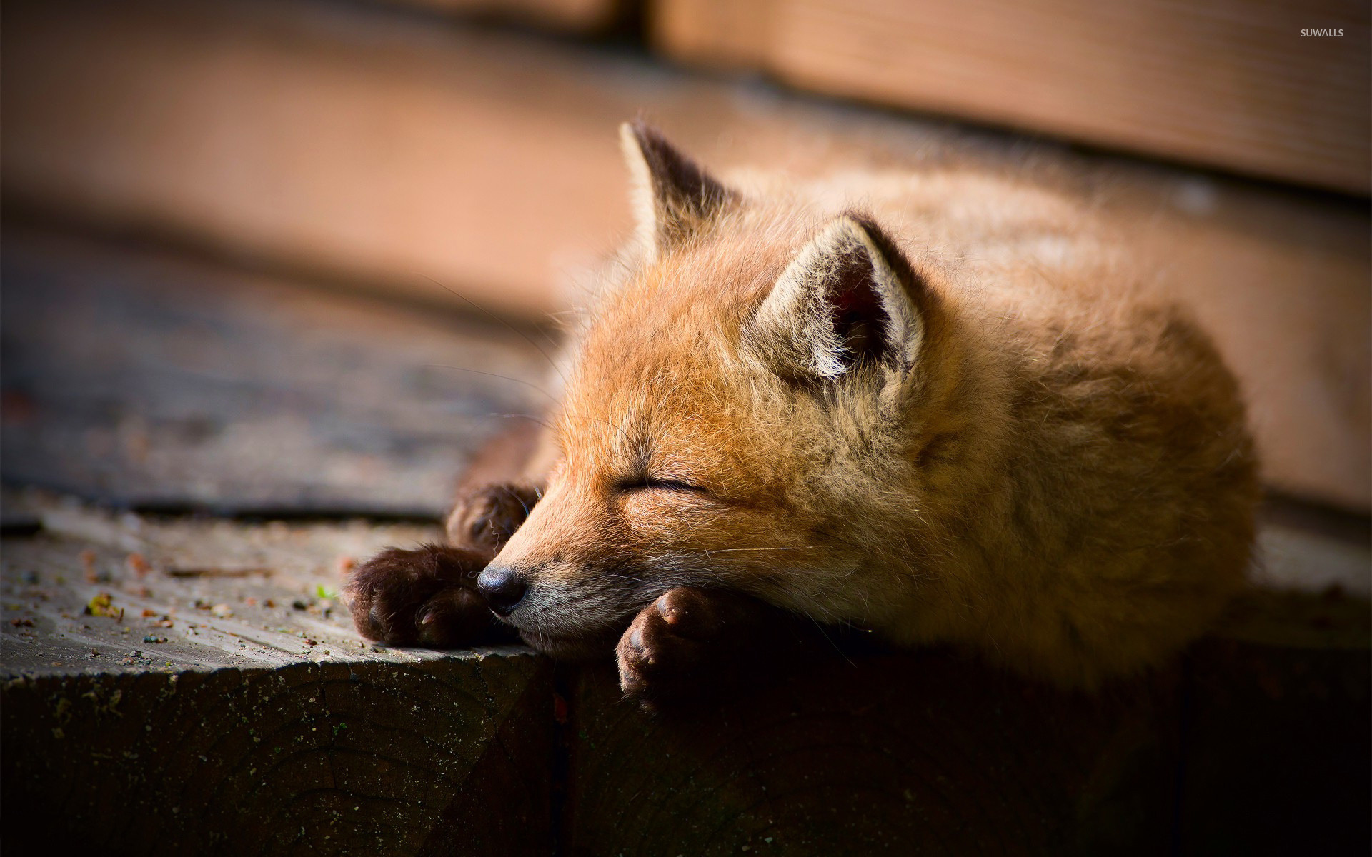 Sleeping Fox Wallpaper Hd - HD Wallpaper 