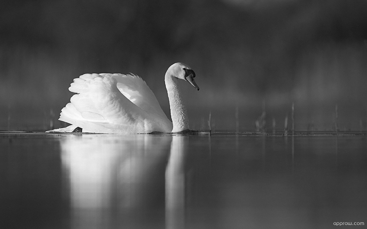 Swan Wallpaper Hd Black And White - HD Wallpaper 