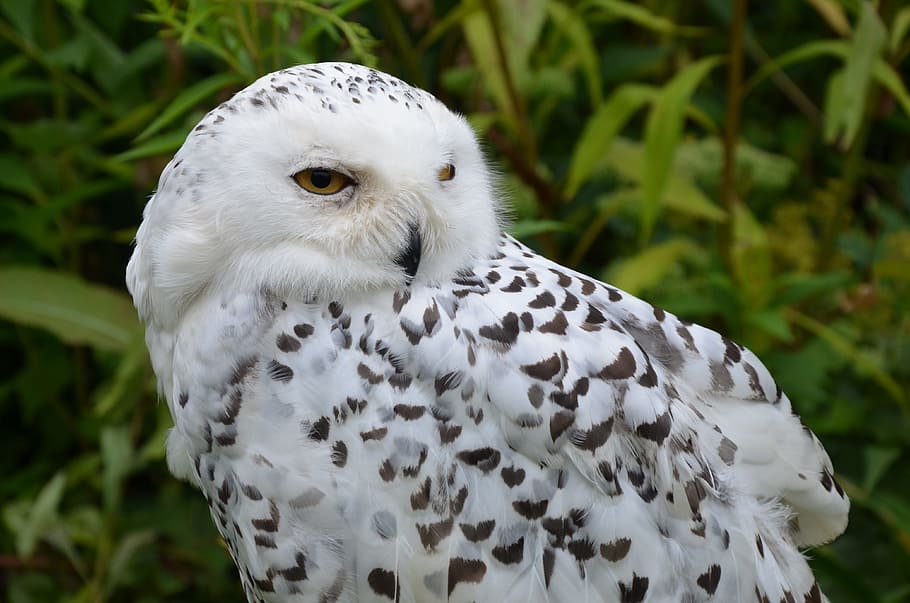 White Owl Selective Focus Photography, Snowy Owl, Bird, - El Buho Es Un Ave De Rapiña - HD Wallpaper 