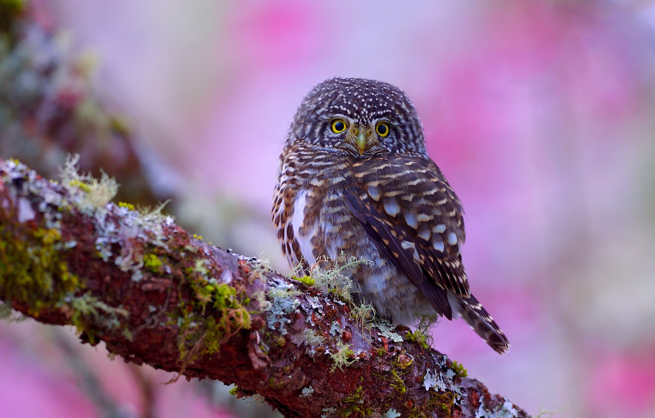 Photo Wallpaper Look, Flowers, Background, Tree, Lilac, - Screech Owl - HD Wallpaper 