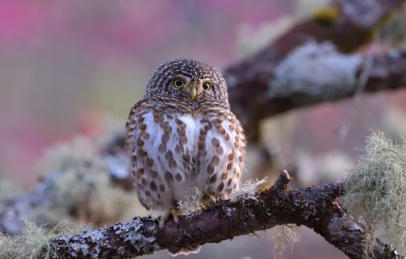Photo Wallpaper Look, Background, Tree, Pink, Owl, - Sharp Shinned Hawk - HD Wallpaper 