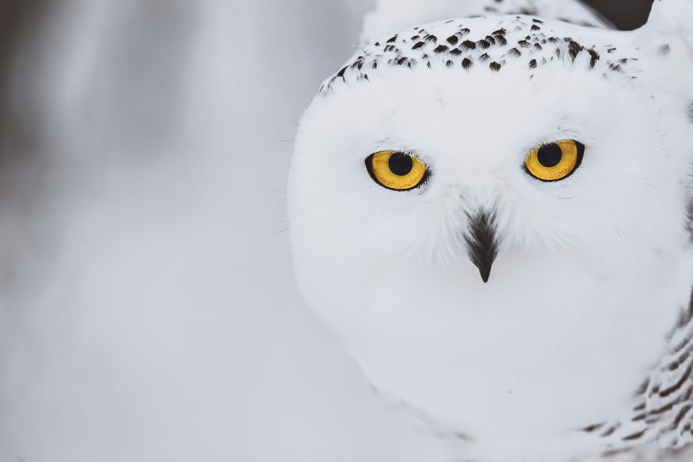 Amazing Snowy Owl Pictures & Backgrounds - Pet Owls In Harry Potter - HD Wallpaper 