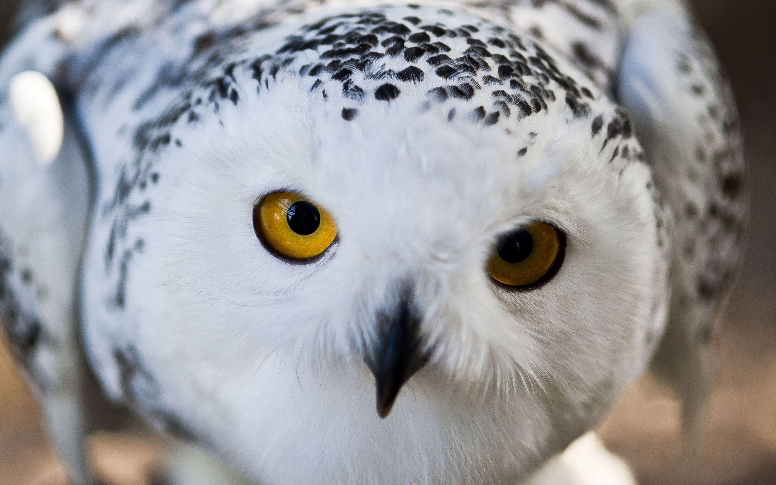 Snowy Owl - HD Wallpaper 