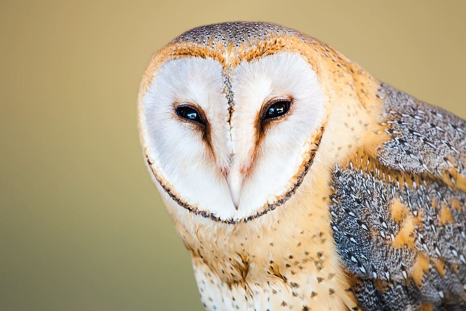 White And Brown Owl, Barn Owl, Portrait, Face, Head, - Lechuza - HD Wallpaper 