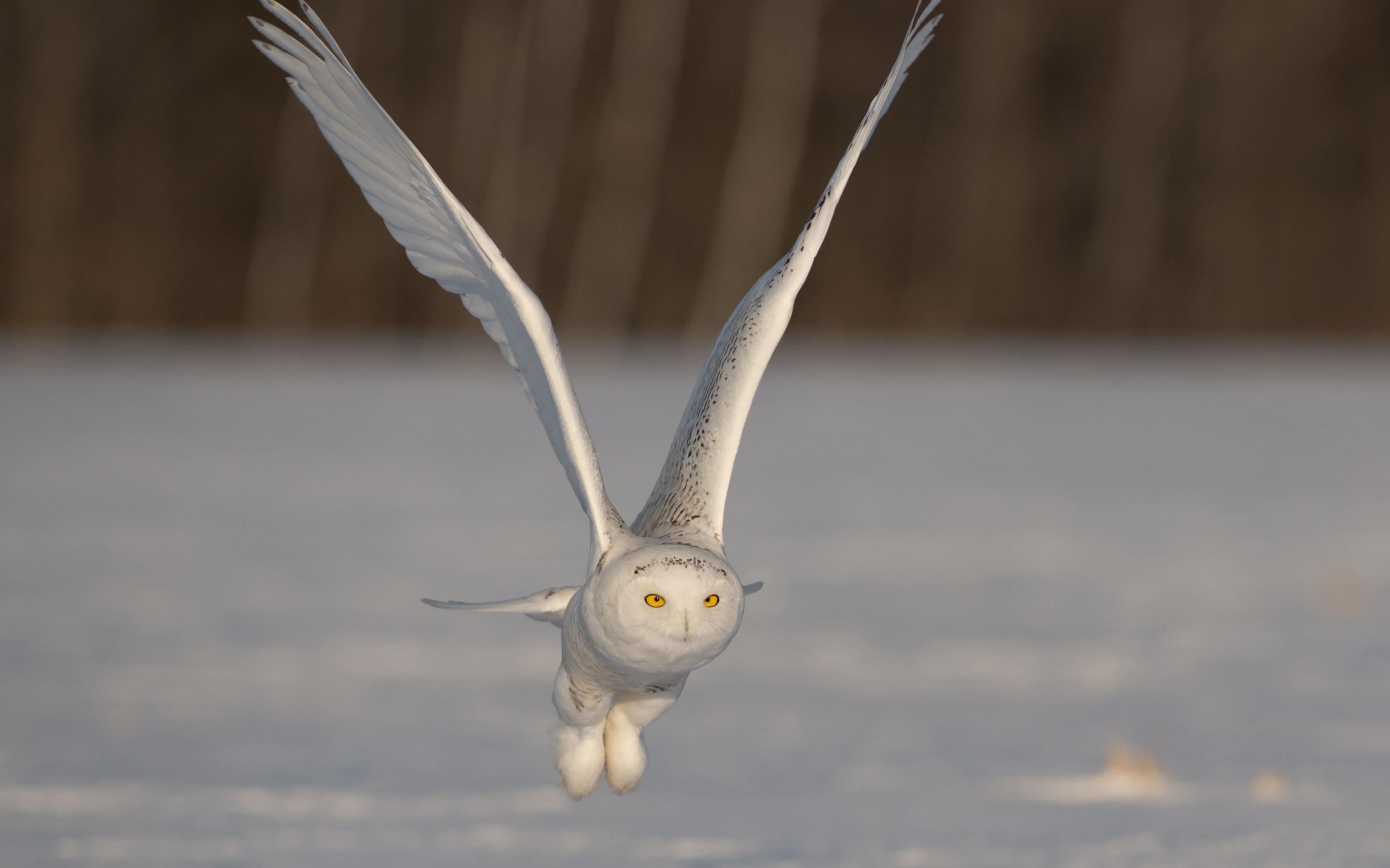 Flying Snowy Owl Hd - HD Wallpaper 