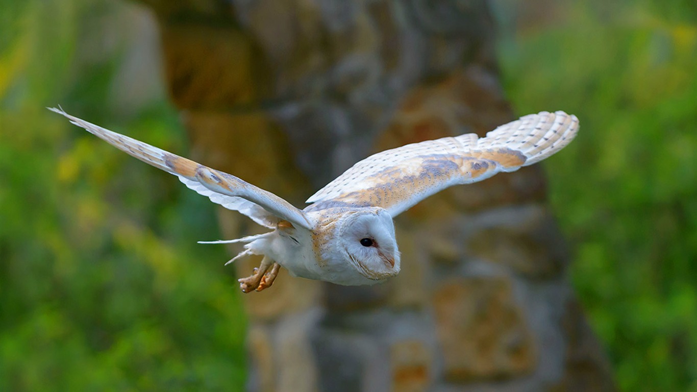 Barn Owl Flying-2016 Bing Desktop Wallpaper2016 - Bing Owl - HD Wallpaper 