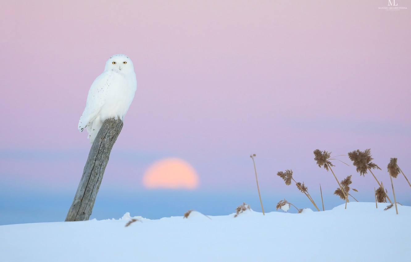Photo Wallpaper Winter, Owl, Pink Background - Winter Owl Desktop - HD Wallpaper 