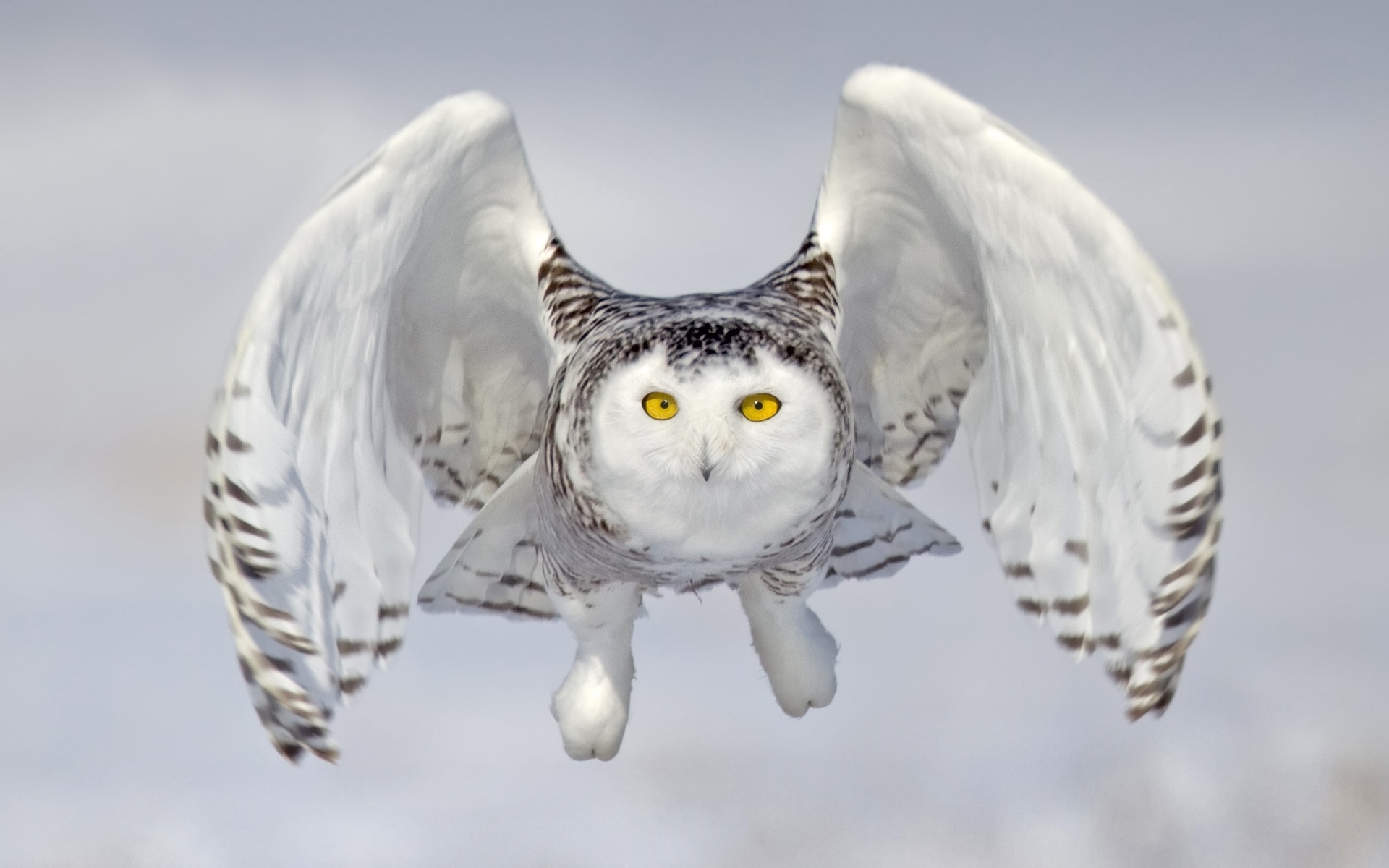 White Owl, Close-up, Flying Bird, Snowy Owl, Owl, Bubo - Snowy Owl Flying Up - HD Wallpaper 