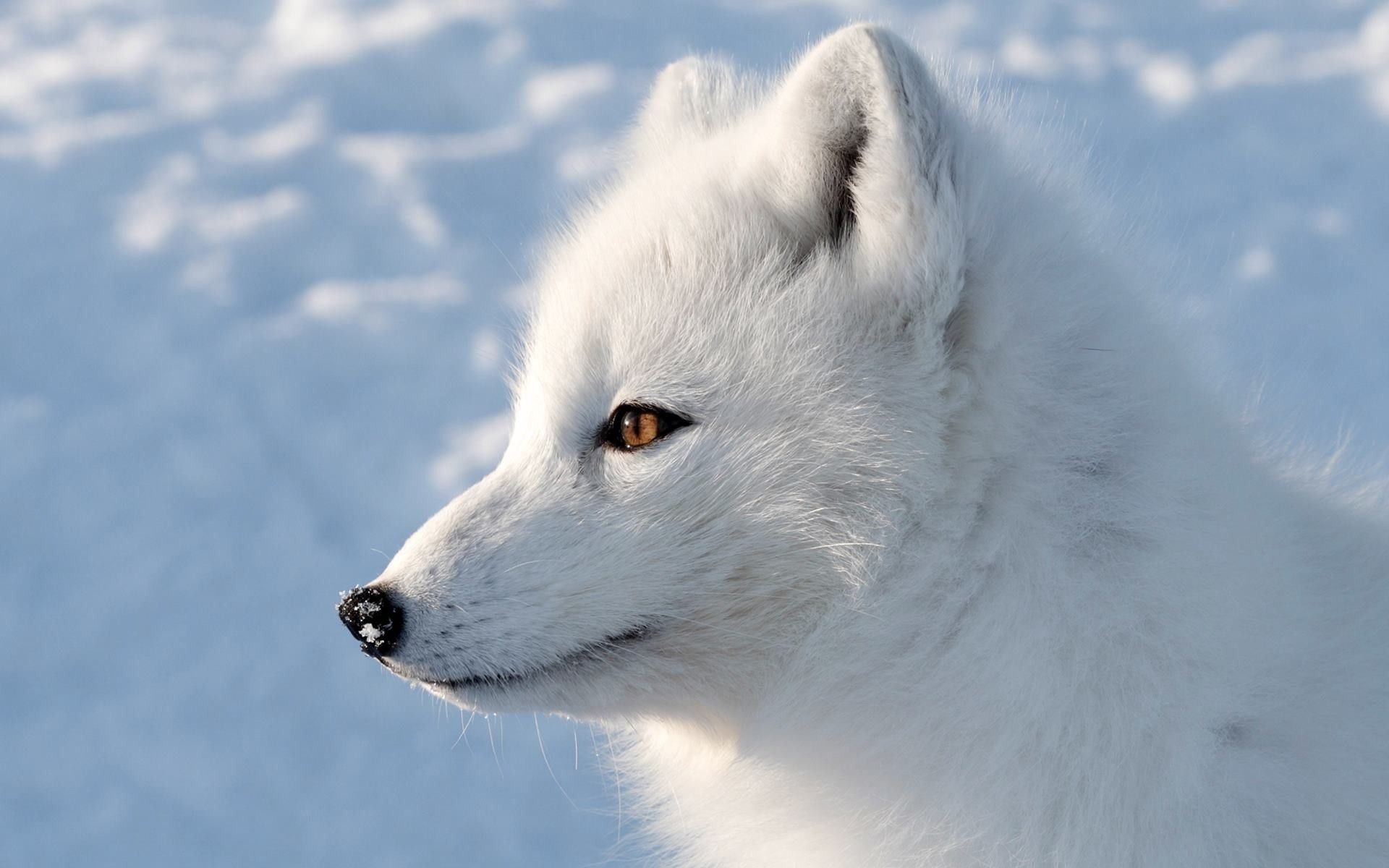 1920x1200, Arctic Fox Wallpapers - Arctic Fox - HD Wallpaper 
