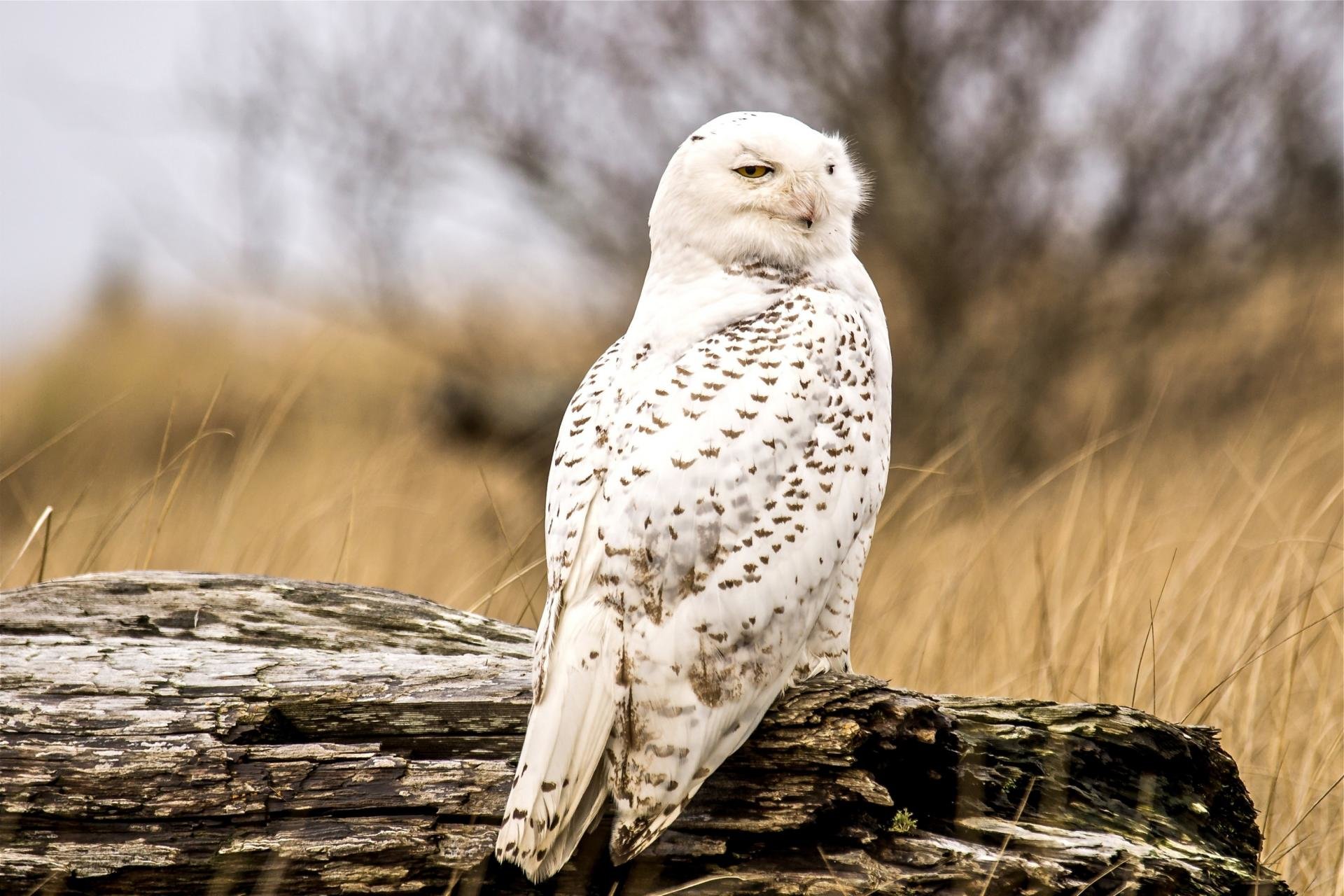 Awesome Snowy Owl Free Wallpaper Id - White Snowy Owl - HD Wallpaper 