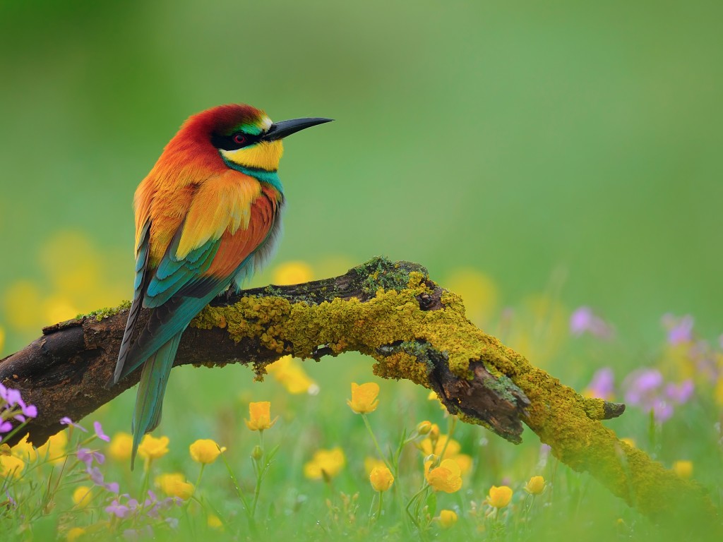 Bird - National Geographic High Resolution - HD Wallpaper 