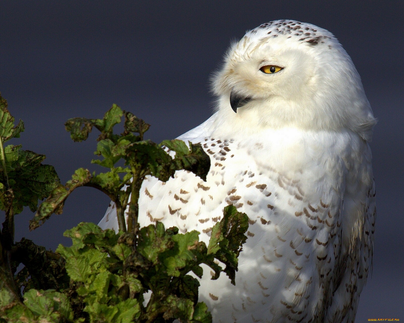 Snowy Owl - Owl - HD Wallpaper 