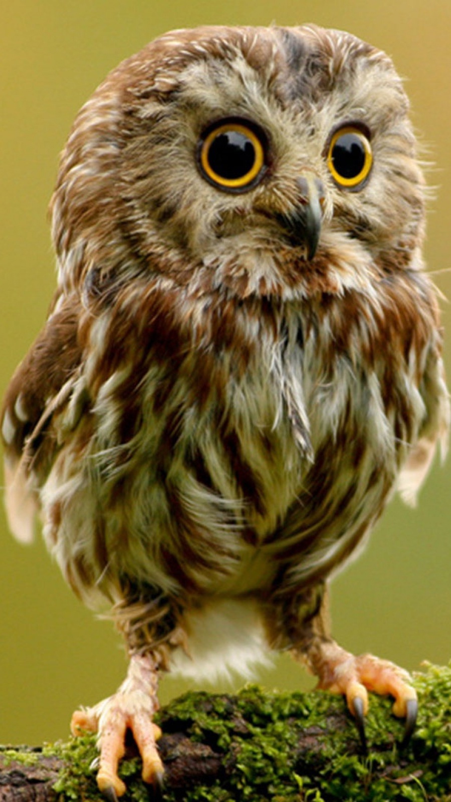 Owl Wallpaper For Android - Cute Burrow Owl Baby - HD Wallpaper 
