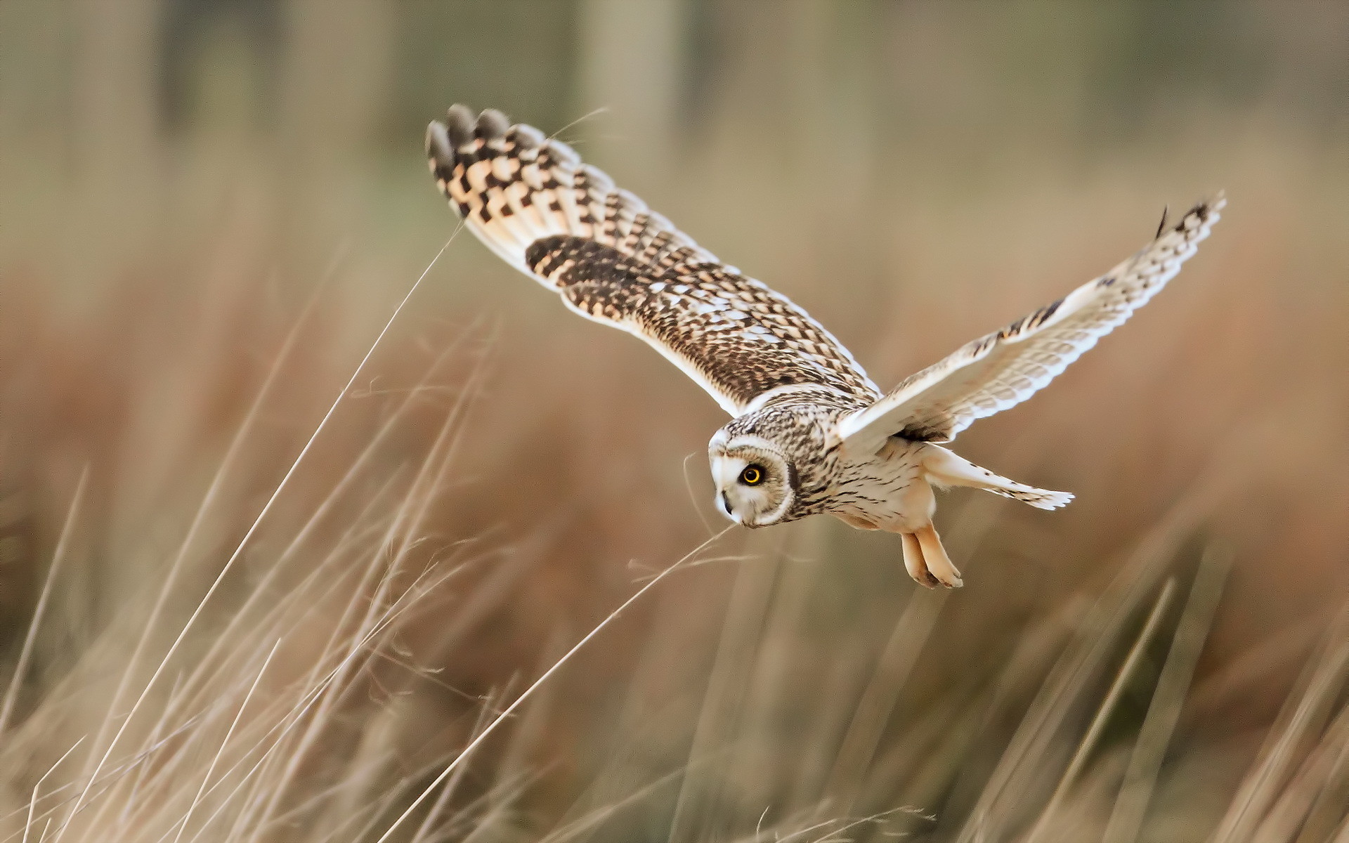 Ideas About Cute Owls Wallpaper On Pinterest Owl Wallpaper - Desktop Background White Owl - HD Wallpaper 
