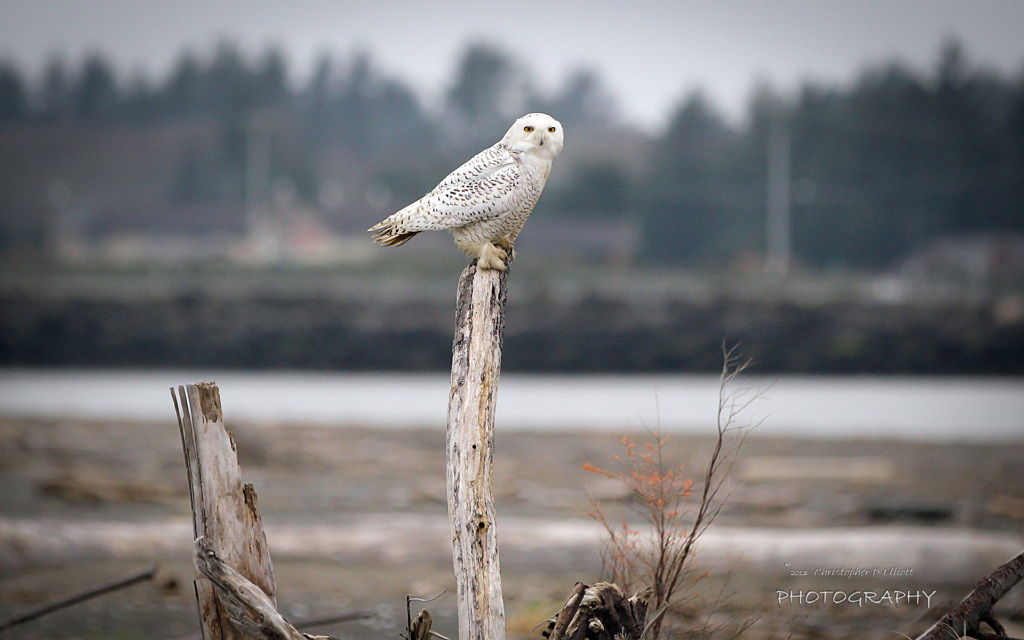 Snowy Owl Theme For Windows - HD Wallpaper 