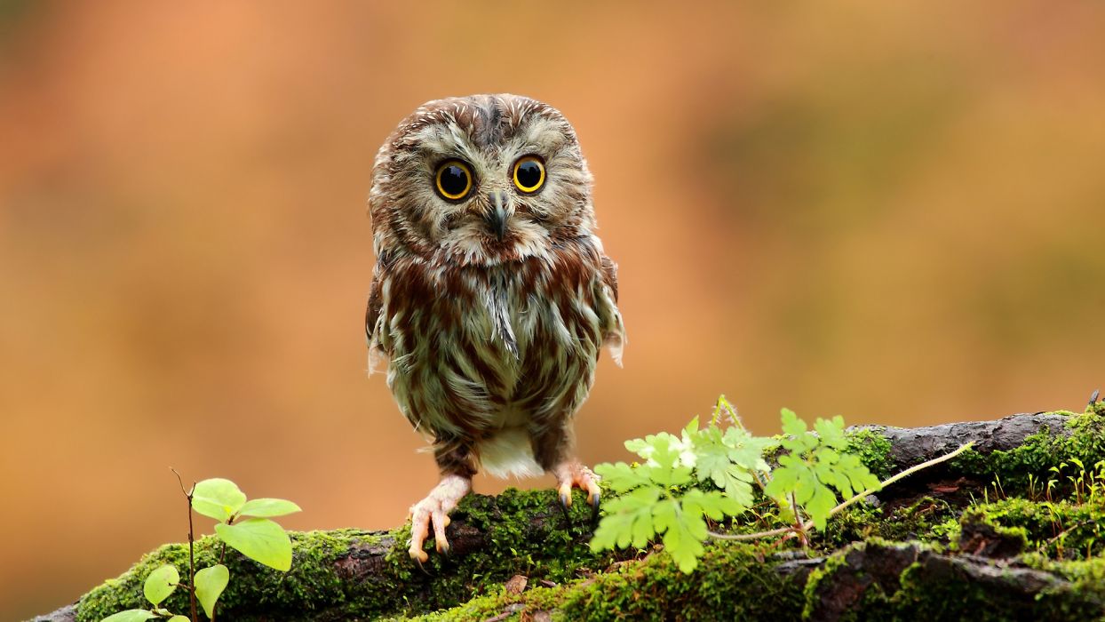 Cute Baby Owl - HD Wallpaper 