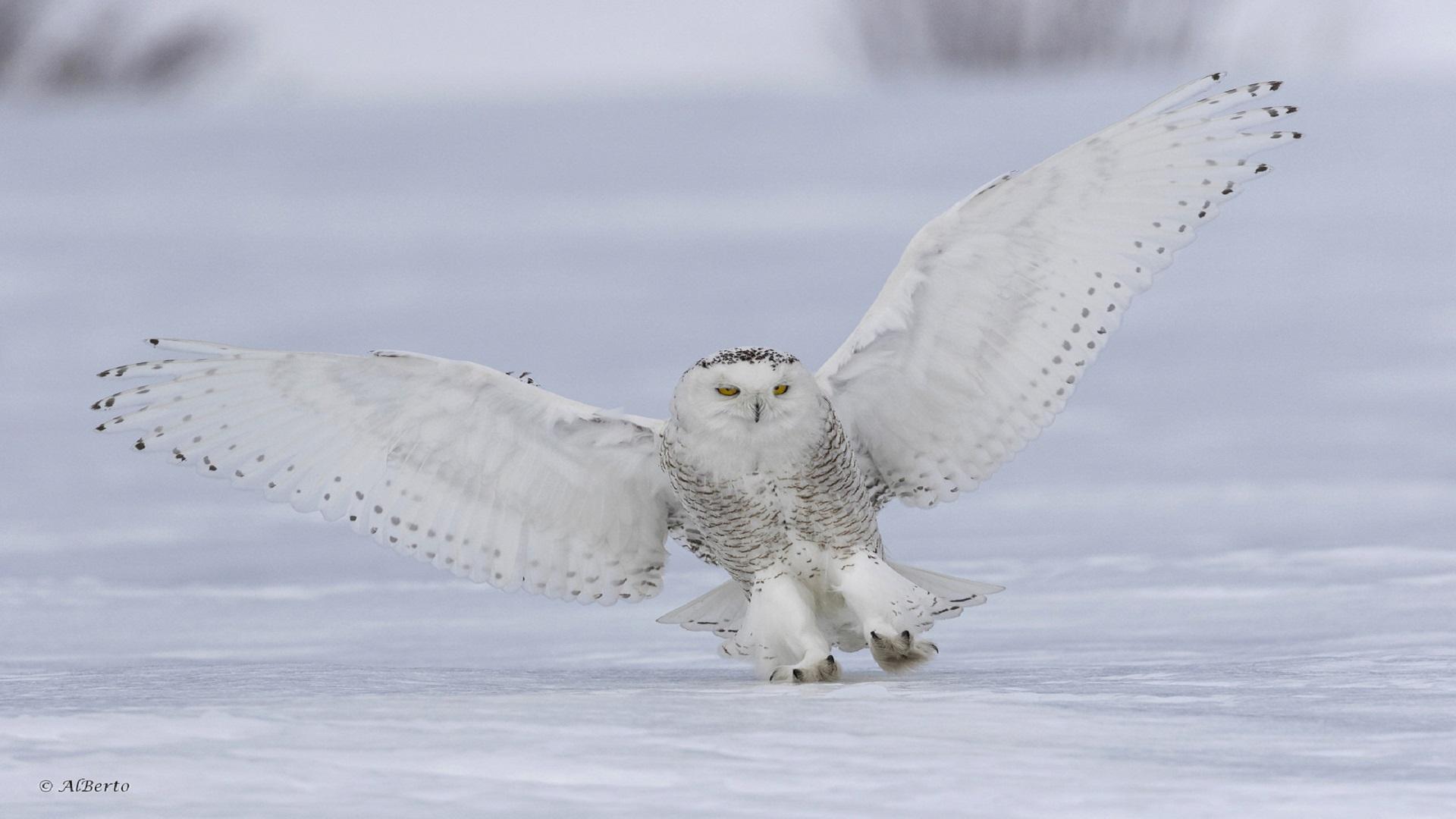 Snowy Owl - HD Wallpaper 