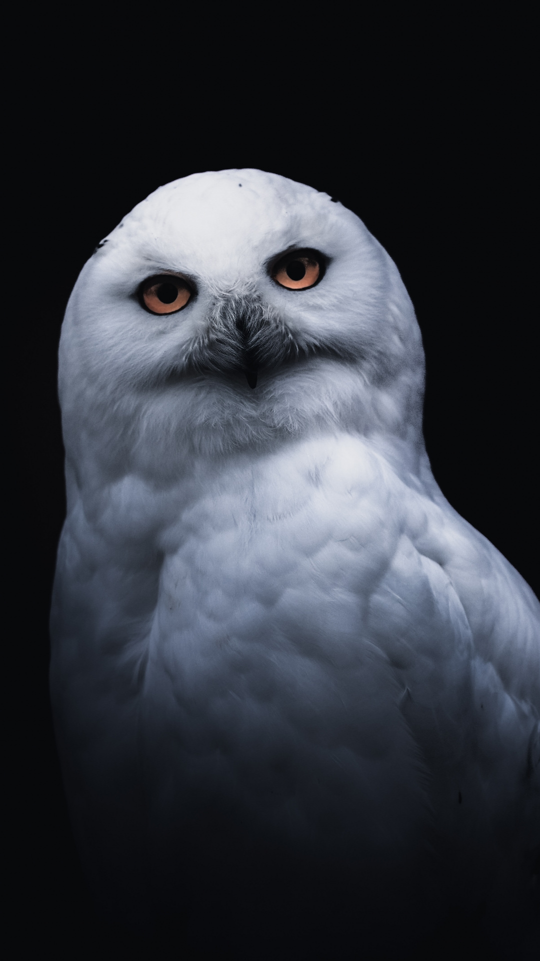 Owl - HD Wallpaper 