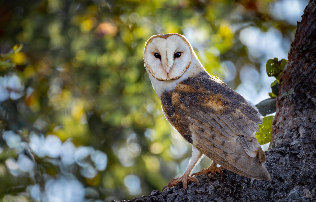 Photo Wallpaper Nature, Tree, Owl, Bird, Bokeh, The - Screech Owl - HD Wallpaper 