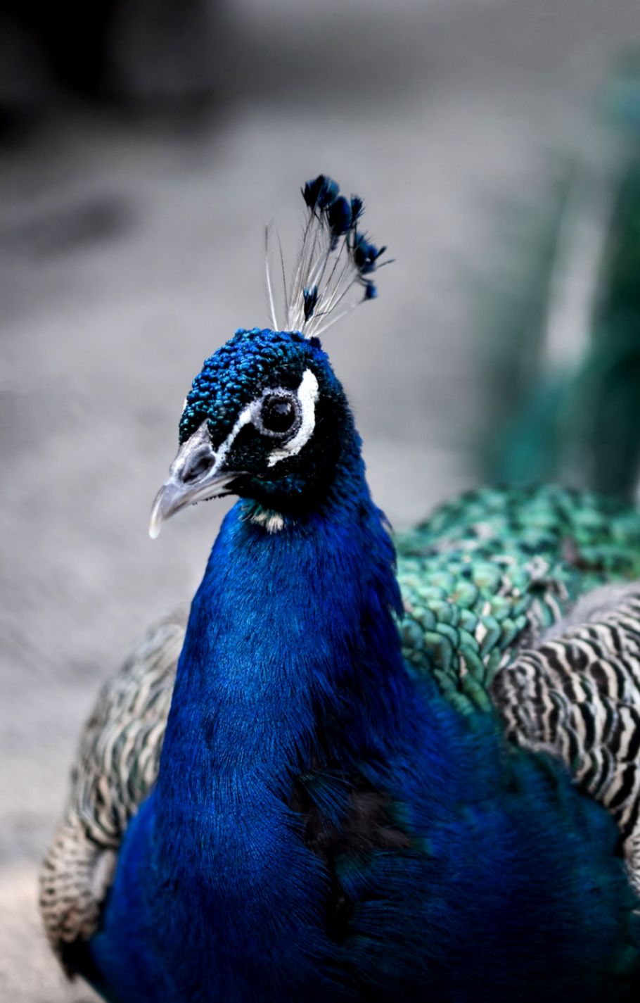 100 Peacock Pictures Hd Download Free Images On Unsplash - Black Peacock Feather - HD Wallpaper 