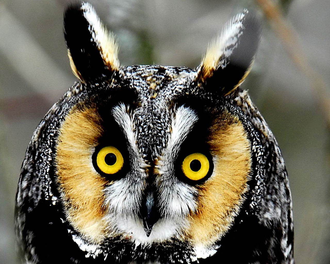 Owl Wallpaper - Cool Creatures That Don T Exist - HD Wallpaper 