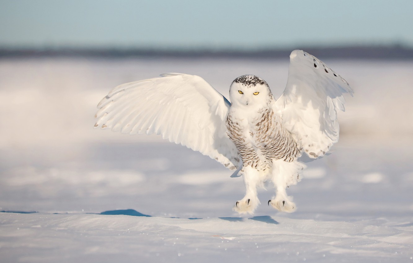 Photo Wallpaper Winter, Snow, Owl, Bird, Wings, White, - Snow Owl - HD Wallpaper 