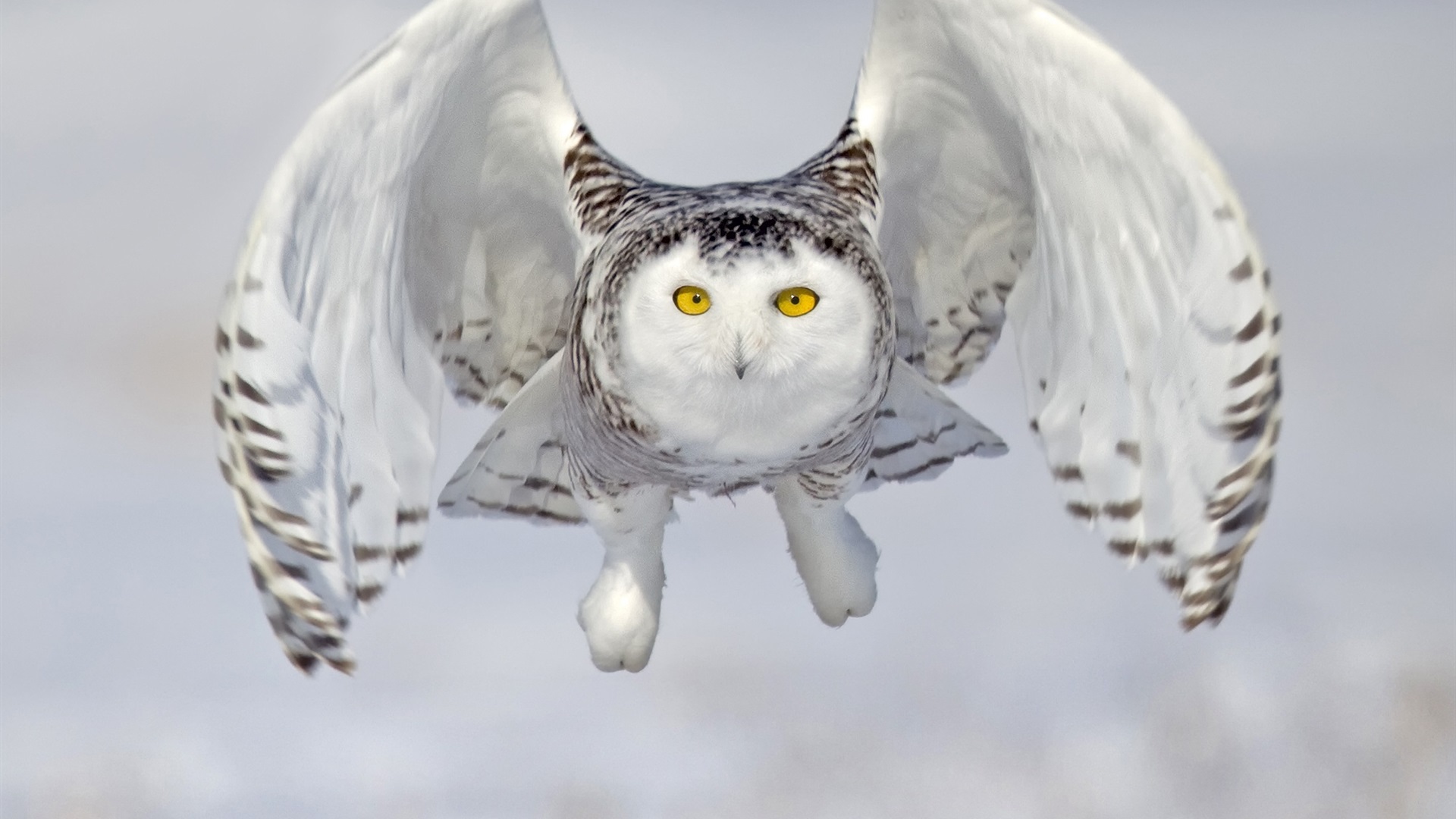 Up Close Owl Flying - HD Wallpaper 