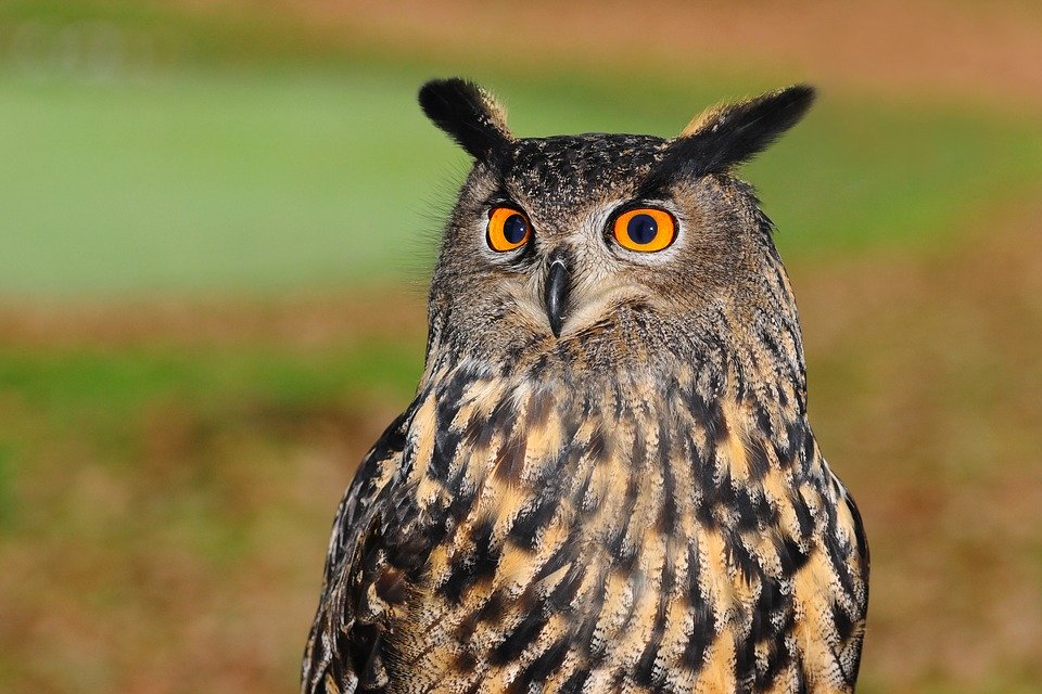 Eurasian Owl Eagle - HD Wallpaper 