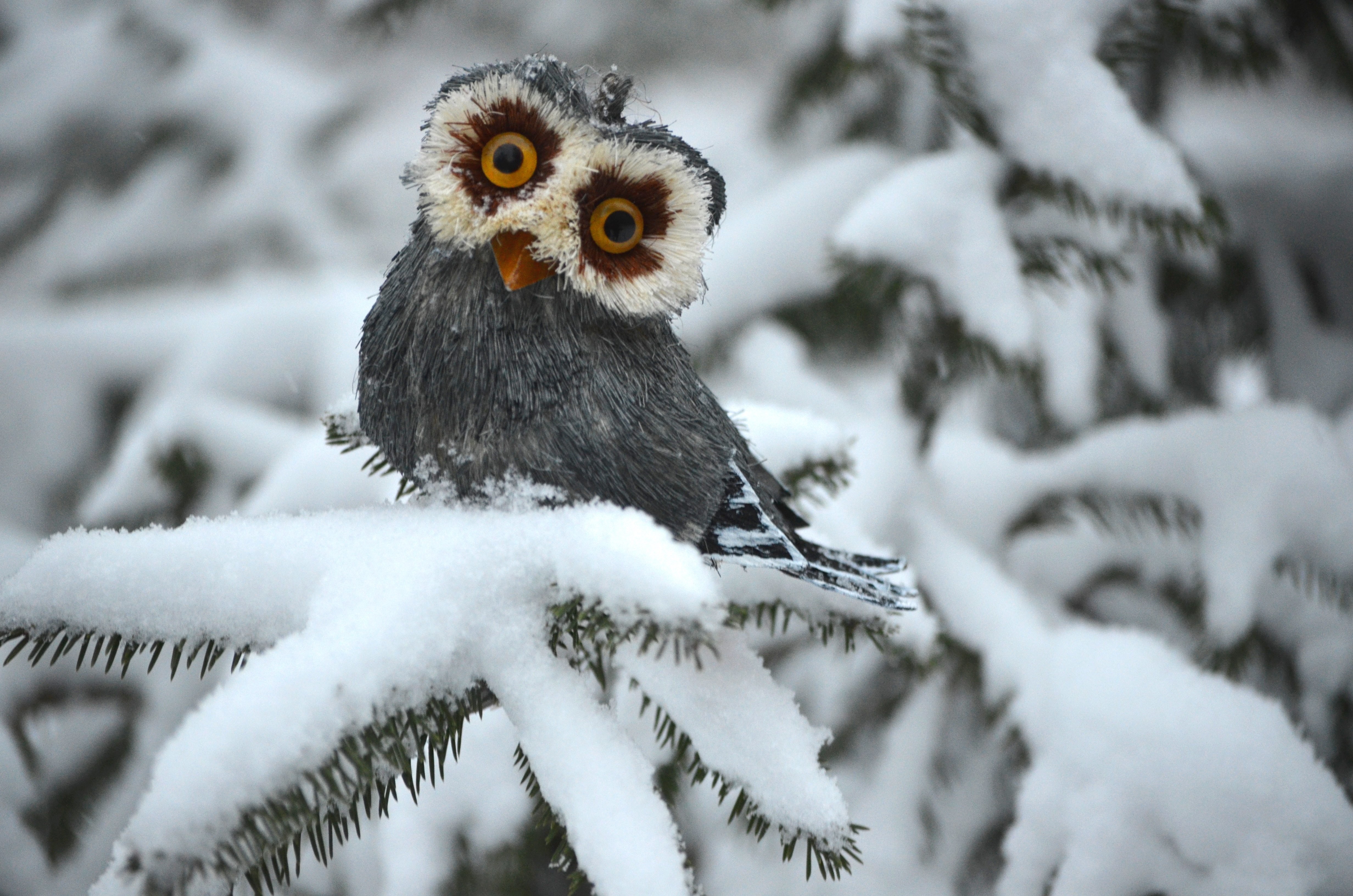 Winter Owl Desktop Backgrounds - HD Wallpaper 