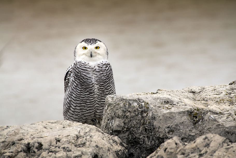 Owl On Rocks During Daytime, Grayscale Photography - Owl - HD Wallpaper 