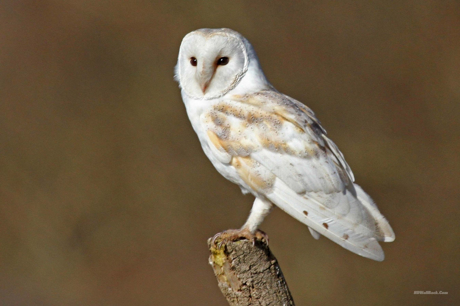 White Barn Owl Female - HD Wallpaper 