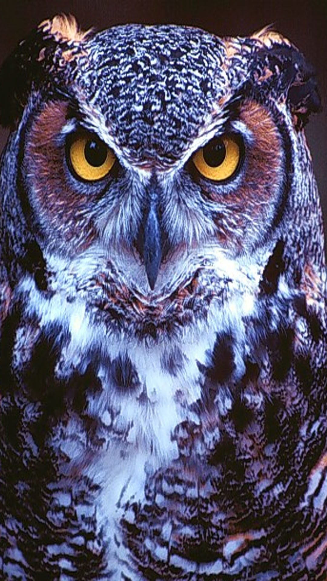 1080x1920, Owl Look Dangerous Iphone Wallpapers 
 Data - خلفيات ايفون بومه - HD Wallpaper 