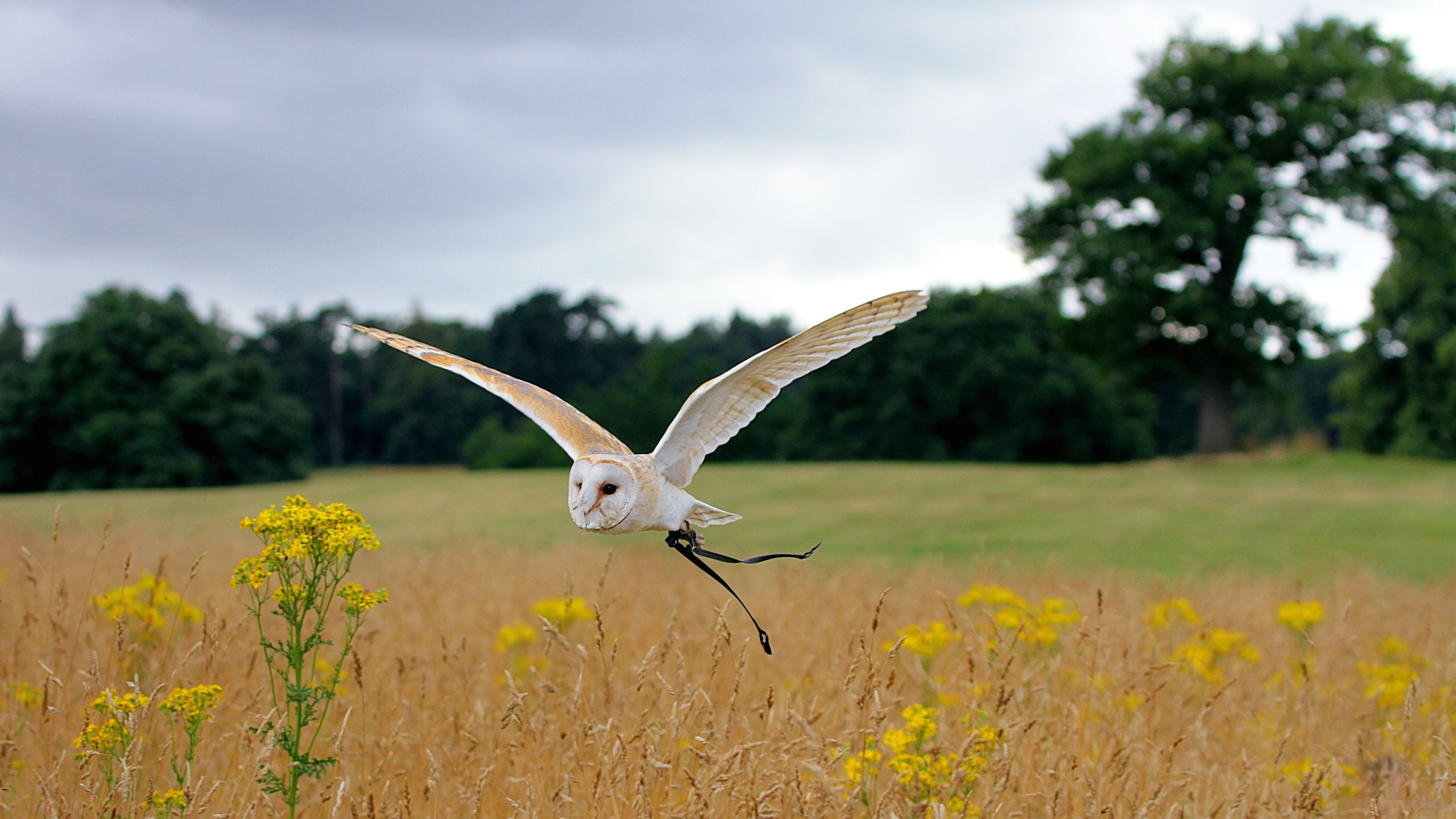 Owl - HD Wallpaper 