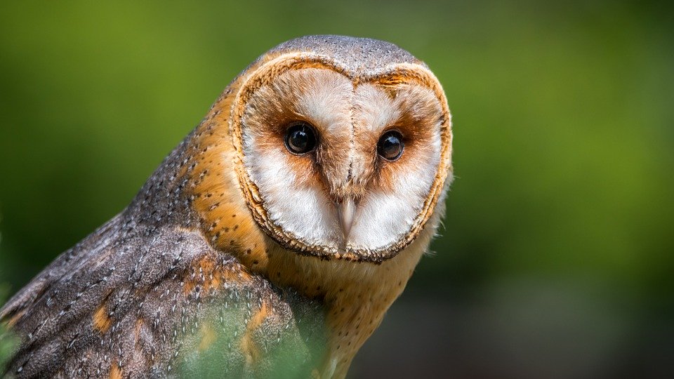 Tyto Furcata - HD Wallpaper 