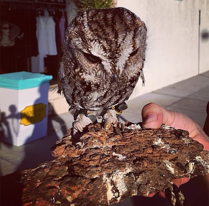 Rescued Blind Owl Zeus - Buho Zeus - HD Wallpaper 