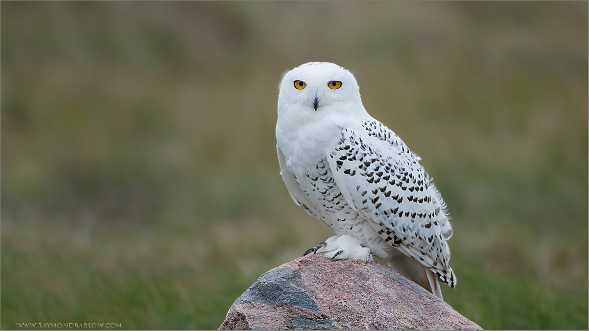 Preview Snowy Owl - HD Wallpaper 